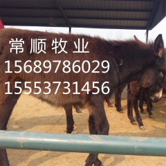 三粉驴、德州驴、乌头驴、关中驴、小驴驹、改良肉驴