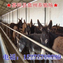供应肉驴 养殖肉驴赚钱快！%￥#便宜出售德州驴 关中驴