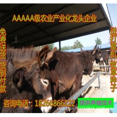 山东哪里有卖小驴苗的 肉驴价格 出售德州驴 关中驴 乌头驴