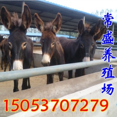 适合自家养殖的驴品种 德州肉驴 乌头驴  关中驴 小驴苗养殖...