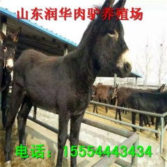 山东润华肉驴养殖基地急销肉驴 德州驴 肉驴价格 关中驴