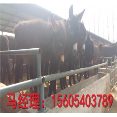 山东肉驴养殖场直销肉驴苗 关中驴 德州驴 乌头驴 肉驴多少钱...