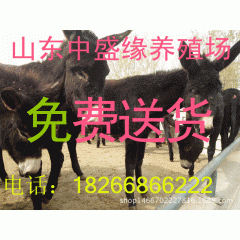 饲养改良肉驴驹 德州驴 三粉驴 关中驴 2016年致富经养殖