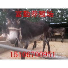 本场长期出售肉驴 驴驹300斤左右 德州驴 乌头驴 关中驴