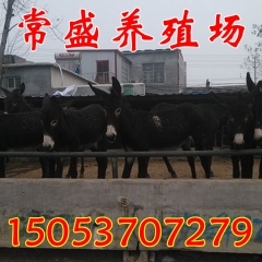 梁山养殖场出售三粉驴 乌头驴 小驴驹 关中驴 免费运输提供技...