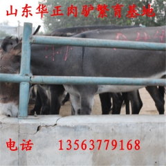 德州驴市场价格 德州驴的出肉率 德州驴有多重 驴关中驴