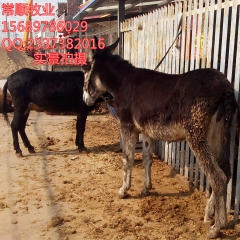 德州驴圈养 的优势条件  三粉驴 毛驴 关中驴