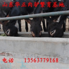 种驴养殖厂 哪里有出售肉驴的 德州驴 关中驴 种驴