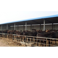 肉驴价格,肉驴养殖场,关中驴,哪里有肉驴仔