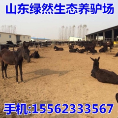 肉驴养殖多长时间出栏，德州驴 关中驴 佳米驴养殖