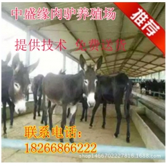 育肥小驴苗多少钱一头 肉驴环保养殖技术 关中驴 三粉驴饲养成...