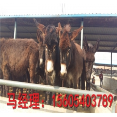 养殖肉驴效益小驴苗价格德州驴价格三粉驴关中驴