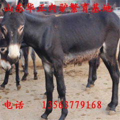 肉驴价 内蒙古肉驴 新疆肉驴 驴关中驴