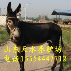 肉驴多少钱一斤 德州驴 肉驴价格 关中驴 驴驹