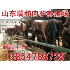 养殖肉驴德州肉驴济宁肉驴德州驴养殖基地关中驴