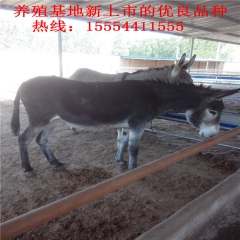 2015肉驴价格涨势看好 纯种德州肉驴 三粉驴 关中驴 低价...