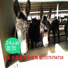 乌头驴 德州驴 关中驴 活体驴苗 驴苗价格 养殖技术 j种驴...