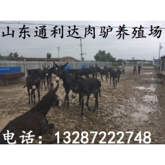三粉驴 关中驴 德州驴销量全国各地