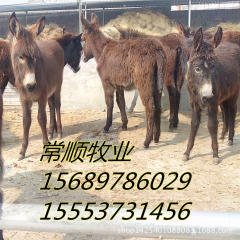 德州驴  驴驹养殖场 中国五大优良驴种分别是关中驴、德州驴