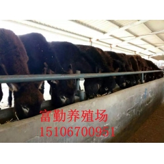 供应【大型肉驴】品系 德州驴 关中驴 广灵驴【驴苗】品种纯正