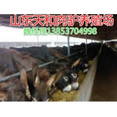 哪个品种的改良肉驴养殖效益高 德州驴 关中驴 新疆驴价格