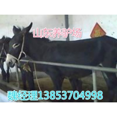 哪个品种的母驴养殖繁殖效益高 山东德州黑驴 关中驴 新疆驴肉...