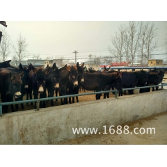 毛驴,肉驴,驴驹,驴苗,德州驴,关中驴,乌头驴,肉驴驹