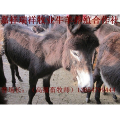 供应驴驹关中驴 三粉驴 新疆种驴繁育基地 最新毛驴的市场效益