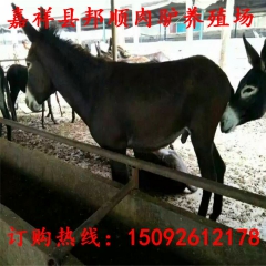 直销优良种驴品种 纯种德州驴 乌头驴 关中驴 广灵驴
