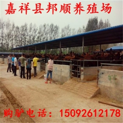 供应肉驴 养殖肉驴赚钱快！便宜出售德州驴 关中驴