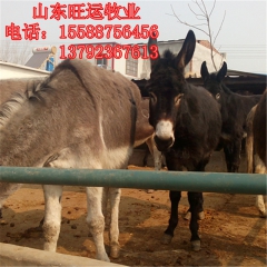 福清哪里有三粉肉驴繁育 销售改良德州驴 关中驴 乌头驴价格