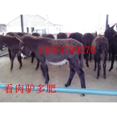 圈养肉驴种驴食量小 长得快 优良驴苗品种：三粉驴 乌头驴 关...