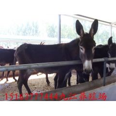 德州驴关中驴、哪个品种的小驴驹长势快、市场肉驴价格介绍