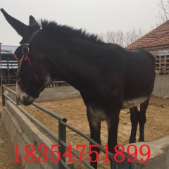 山东大型肉驴养殖基地德州驴关中驴