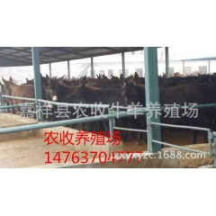 专业肉驴养殖基地出售种驴 驴苗 三粉驴 关中驴