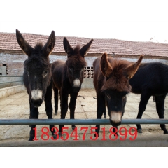 在那里可以买到正中的德州肉驴 关中驴 新疆驴