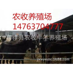销量最好的肉驴品种 德州肉驴 关中驴 河北肉驴养殖场