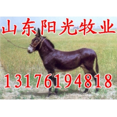 供应育肥驴 关中驴 乌头驴阳光养殖