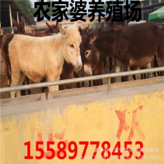 批发 肉驴 乌头肉驴 养殖肉驴 关中驴 德州驴
