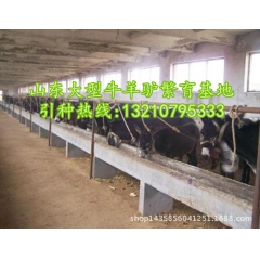 出售养驴场提供肉驴:德州驴 关中驴 新疆驴 改良驴珍禽养殖场