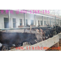 肉驴生态养殖效益好 长势快品种好 新疆德州驴关中驴