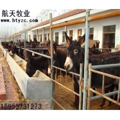 (关中驴)热卖产品-山东航天牧业优质改良关中驴