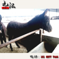 常年供应改良德州驴 小驴驹 关中驴 驴苗 提供养驴技术
