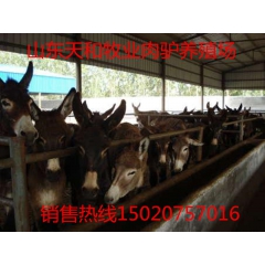 河北肉驴价格 哪个品种的改良肉驴出肉率高 德州驴 新疆驴关中...