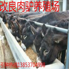 哪个品种的小驴驹养殖效益高 德州驴 关中驴 新疆驴多少钱一头