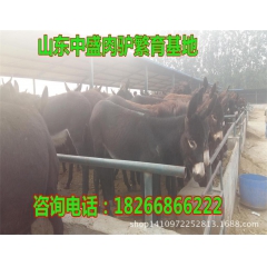 优质育肥肉驴种驴苗 纯种德州驴 乌头驴 三粉驴 关中驴