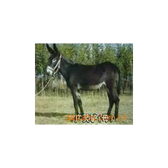 紧急出售优质肉驴 驴 关中驴 加米驴 养驴的利润