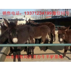 预测夏末秋初山东肉驴仔价格是多少钱   德州驴  关中驴