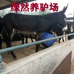 吉安肉驴养殖场在哪里？德州驴 乌头驴 三粉驴 新疆驴