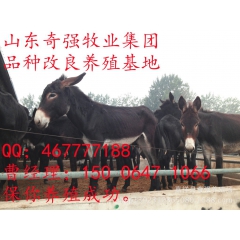 养殖新疆驴 种驴养殖 肉驴养殖 小驴驹养殖 驴苗养殖 成年种...